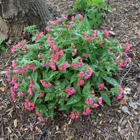 Pulmonaria ‘Shrimps on the Barbie’ | Kiefer Nursery: Trees, Shrubs