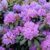 Rhododendron 'Boursalt'