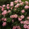 Rhododendron 'Bruce Brechtbill' - Image 2