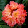 Rhododendron 'Fire Rim'
