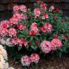 Rhododendron 'Fire Rim' - Image 2