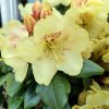 Rhododendron x yakushimanum 'Gold Prinz'