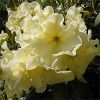 Rhododendron 'Karen Triplett'