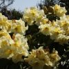 Rhododendron 'Karen Triplett' - Image 2