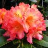 Rhododendron 'Unique Marmalade'