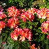 Rhododendron 'Unique Marmalade' - Image 2