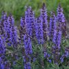 Salvia nemorosa 'Bumbleblue'