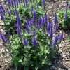 Salvia nemorosa 'Bumbleblue' - Image 2