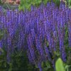 Salvia x pratensis Fashionista® 'Evening Attire' - Image 2
