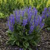 Salvia x pratensis Fashionista® 'Midnight Model'