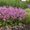 Salvia x pratensis 'Sweet Petite'
