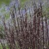 Schizachyrium scoparium 'Smoke Signal' - Image 2