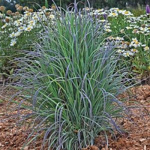 Schizachyrium scoparium ‘Twilight Zone’ | Kiefer Nursery: Trees, Shrubs ...