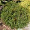 Thuja plicata 'Whipcord' - Image 2