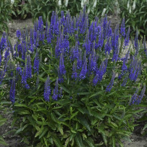 Veronica ‘Royal Rembrandt’ | Kiefer Nursery: Trees, Shrubs, Perennials