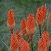 Kniphofia 'Joker's Wild'