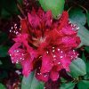 Rhododendron 'Dark Lord'