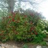 Rhododendron 'Dark Lord' - Image 2