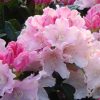 Rhododendron x yakushimanum 'Dreamland'