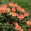 Rhododendron 'Seaview Sunset' - Image 2
