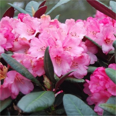 Rhododendron ‘Wine and Roses’ | Kiefer Nursery: Trees, Shrubs, Perennials