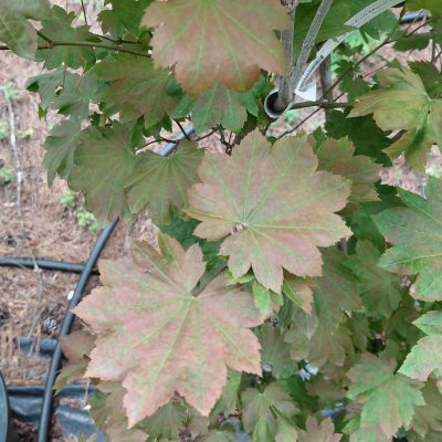 Acer japonicum 'Ruby'