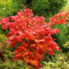 Acer japonicum 'Ruby' - Image 2