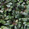 Ajuga reptans 'Chocolate Chip'