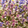 Ajuga tenorii 'Princess Nadia'