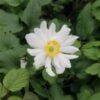 Anemone Fantasy(TM) 'Snow Angel'