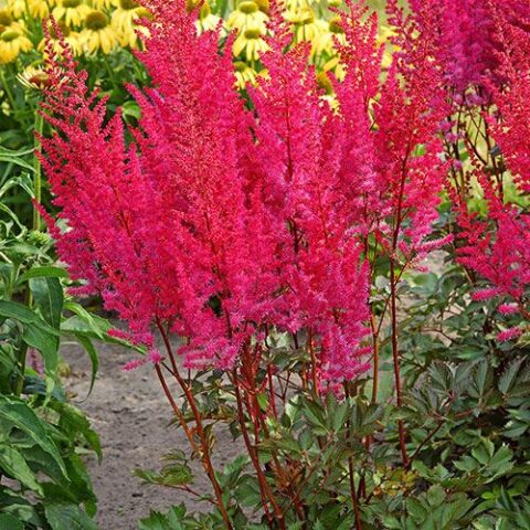 Astilbe chinensis ‘Mighty Chocolate Cherry’ | Kiefer Nursery: Trees ...