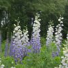 Baptisia 'Lunar Eclipse'