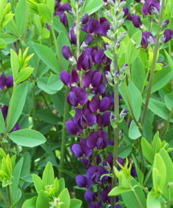 Baptisia ‘Royal Purple’ | Kiefer Nursery: Trees, Shrubs, Perennials