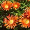 Delosperma 'Granita Orange'