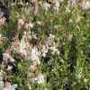 Gaura lindheimeri 'Walberton's Silver Fountain' - Image 2