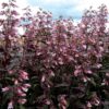 Penstemon 'Dark Towers'