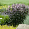 Penstemon 'Dark Towers' - Image 2