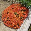 Delosperma 'Granita Orange' - Image 2