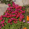 Delosperma 'Granita Raspberry' - Image 2