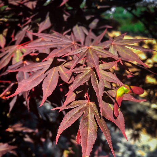 Acer palmatum 'Dragon Tears'