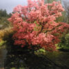 Acer palmatum 'Bonfire' - Image 2
