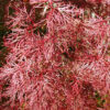 Acer palmatum var. dissectum 'Red Filigree Lace'
