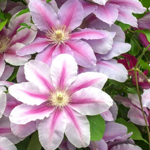 Clematis ‘Bees Jubilee’ | Kiefer Nursery: Trees, Shrubs, Perennials