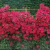 Clematis 'Cardinal Wyszynski' - Image 2