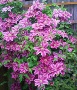 Clematis 'Dr. Ruppel' - Kiefer Nursery: Trees, Shrubs, Perennials