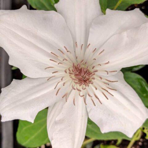 Clematis ‘Fuyu No Tabi’ | Kiefer Nursery: Trees, Shrubs, Perennials