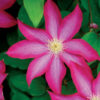 Clematis 'Pink Champagne'