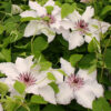 Clematis 'Snow Queen'