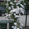 Clematis 'Snow Queen' - Image 2