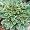 Hosta  'So Sweet'